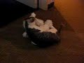 La ovejita llevada al matadero por una gata...Notre chate n'aime pas la brebis...