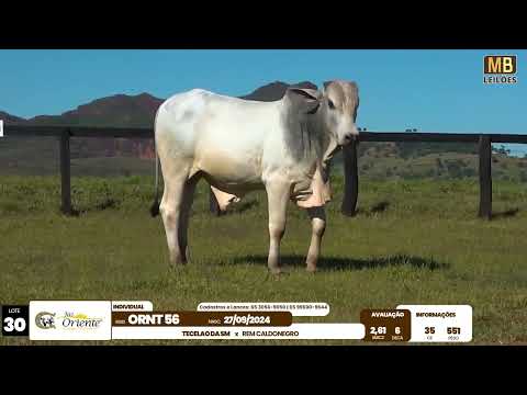 1� LEIL�O PRODU��O FAZENDA ORIENTE