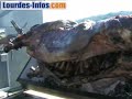 taureau grill�