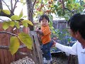 Joshua 航ちゃん in Loma Linda Climbing Persimon Tree. Nov. 26, 2009