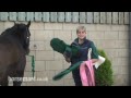 How to bandage a horse for travel