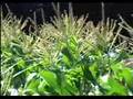 Young Agrarians