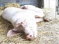 Midwest Flood Pig Rescue 2008
