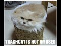 Lolcatz Montage
