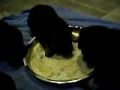 meya pups weaning day 1.AVI