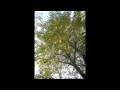 videos de green