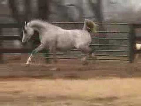 Brbaja, Arabian Horse