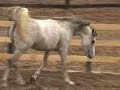 Brbaja, Arabian Horse