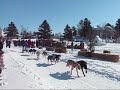 Dog sleight race