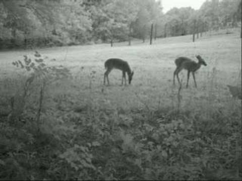 More Trail Camera Pics and Vids