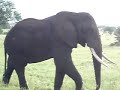 Elefanter i Tarangire