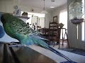 budgie