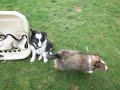 7 week old sheltie outdoor adventure part 2