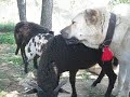 Click here to watch this video Khangur and lambs.avi
