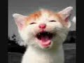 kucing ketawa