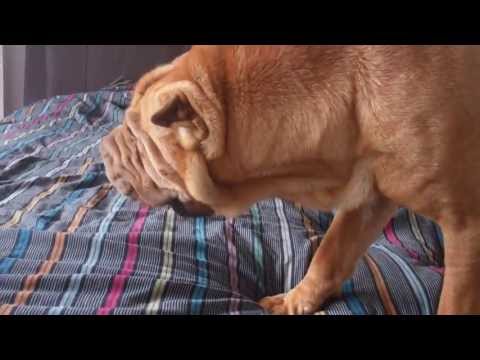 how to cure bacon uk