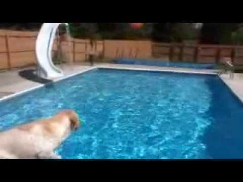Marigold the Yellow Lab swims in pool
