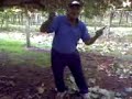 jatt-boy-in-kiwifruit-orchads-5