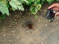 TARÂNTULA GIGANTE