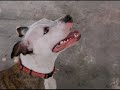 Up the Creek with Moses: Adopt Katie!