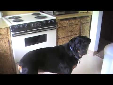 one rottweiler