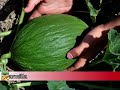 Melone In Asciutto Di Marmilla (italy - Sardegna - Medio Campidano)