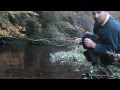 Fly Fishing for Brown Trout - River Derwent
