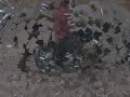 la chopera del negro