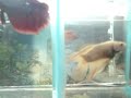 betta amarillo