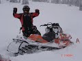 Arctic cat