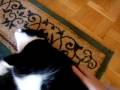 Bosse the cat: 3