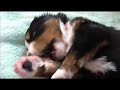 Meet our Bernese Mountain Dog Puppies