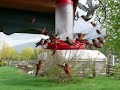 Rufous Hummingbirds at Feeder