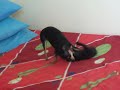 Hiula e Susie