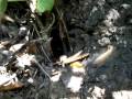 Honey bees Tomales Bay State Park - YouTube
