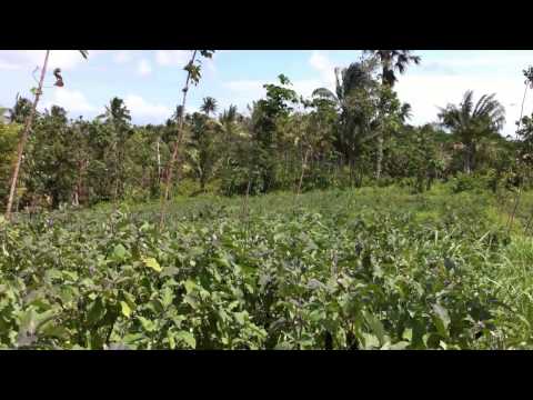 how to harvest eggplant