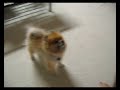 human vs. pomeranian football style