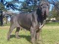 Kira Dello Stradone - Bs. As.- Argentina I