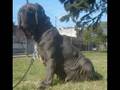 videos de Kira Dello Stradone - Bs. As.- Argentina I