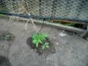 Our watering system- Drought prevention inner  urban style