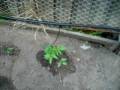 videos de Our watering system- Drought prevention inner  urban style
