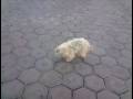 videos de Hasta las mascotas matan el gusano