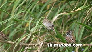 2年連続飛来のイエスズメ、ベニバト、コオバシギほか(動画あり)