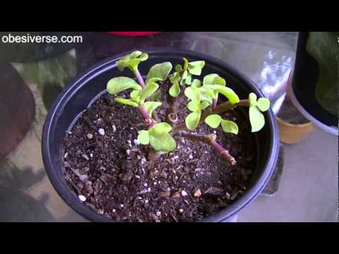 how to transplant kalanchoe