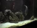 Puffer eating crabs