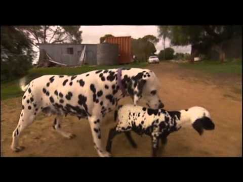 Boxerpuppies Youtube on Een Hond Een Dalmatier Heeft Een Klein Lammetje Geadopteerd Die