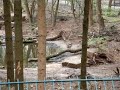 Wölfe im Wolfcenter bei Verden
