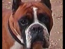 boxers are bad to the bone!
