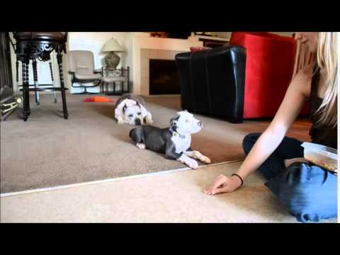 how to properly train a pitbull