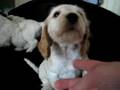 Puppies 7 weeks old